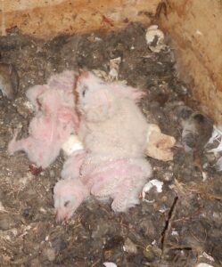 Jonge kerkuiltjes in het nest